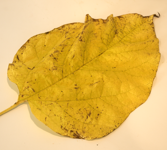 huge leaf