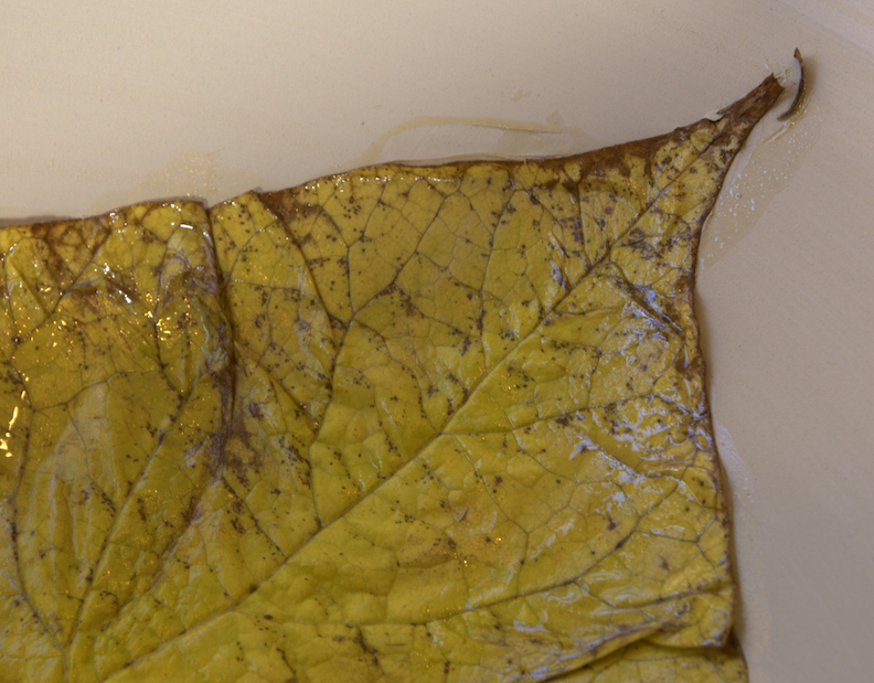 tip detail of leaf pressed into bowl